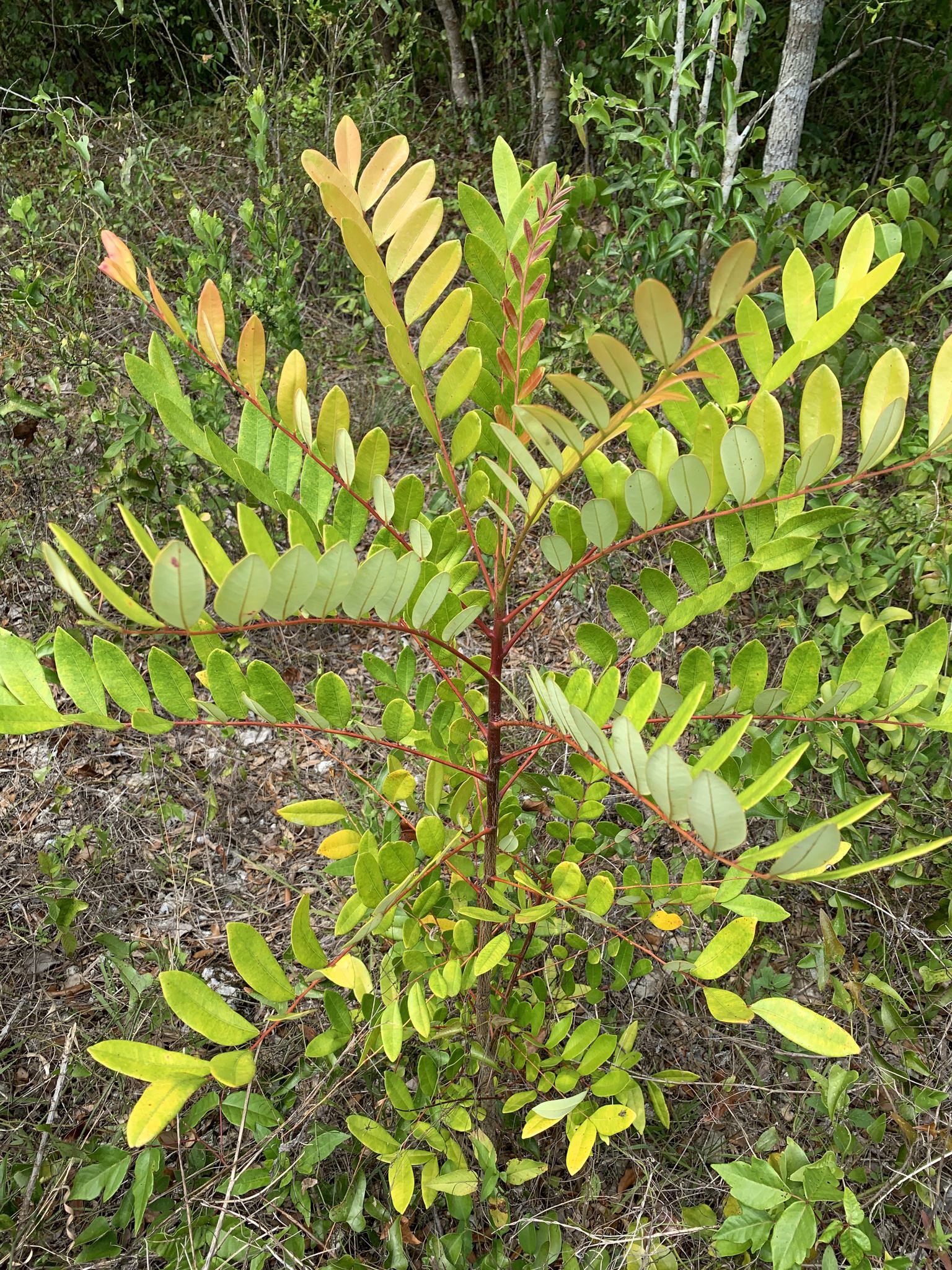 Simarouba glauca